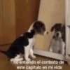Perritos con frases 😎🌚 8