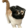 Kucing lucu 19