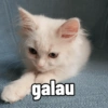 Yukki - kucing tengil pt.1 29
