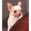 Animales Pa' ti  5