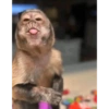 Chico meme  12