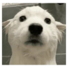 Perros graciosos cursed random 14