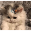 Gatitos tristes 12