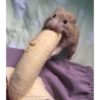 Bebe 12