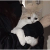 Gatitos tristes 17
