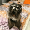 Raccoon Lucu 12