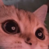 Gatitos V4 8