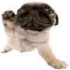Doggies Moods 11