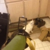 Gatitos Llorando 😭 5