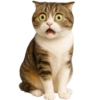 🙀 GATOS 🐈 17