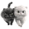 GATITOS REACCION 10
