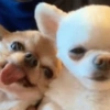 🐶Perritos🐶 10
