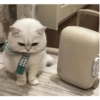 Angry cat 18