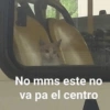 😻 MICHIS RANDOMS 5 😸 14