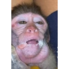 Monkey 6