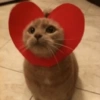 Michis a montón! 🐱 8