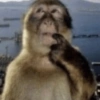 MACAQUINHOS 🙊🙉🙈 11