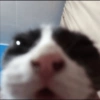 Gato shitpost 26