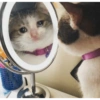 Gatos llorando 5