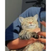 Bad cats 17