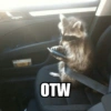 Raccoon Lucu 6
