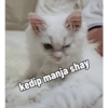 Yukki - kucing tengil pt.1 12