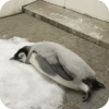 Pingüino Shitpost 😈 12