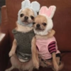 🐶Perritos🐶 6