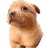 Perros graciosos cursed random 15