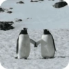 Pingüino Shitpost 😈 13