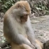 🤨 ANIMALITOS MOODS 🤨 14