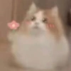 😎 Gatitos pa chatear 😎 2 5