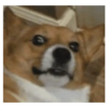 Perros graciosos cursed random 9