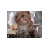 Kucing 18