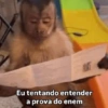 🐒 Macaco Direto e Sincero 19