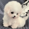 🐕  Perros  Cute 💕 13