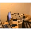 Perritos para el chat 🤣 12