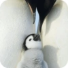 Pingüino Shitpost 😈 10