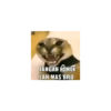 Kucing jomok 8