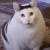 Gatitos V4 9