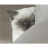 Gato shitpost 10
