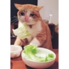 Gatos llorando 9