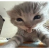 Gatitos  25