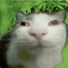 Más gatos tonotos 26