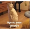 No conejo :0 13