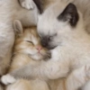 Gatitos V4 11