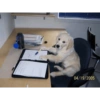 Perritos para el chat 🤣 10