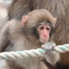 Macacos 19