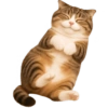 🙀 GATOS 🐈 10