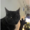 Gatitos Pa' ti & Pa' mi 🥰2 12